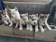 Siberian Husky Puppies for sale in Yucca Valley, CA 92284, USA. price: NA