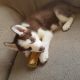 Siberian Husky Puppies for sale in Temperance, MI 48182, USA. price: $500