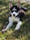 Siberian Husky Puppies for sale in Greenwood, IN, USA. price: $450