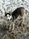 Siberian Husky Puppies for sale in Bethel, PA 19507, USA. price: NA