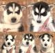 Siberian Husky Puppies for sale in Lubbock, TX 79416, USA. price: NA