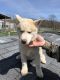 Siberian Husky Puppies for sale in Adolphus, KY 42120, USA. price: $300