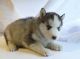 Siberian Husky Puppies for sale in 34379 Calden, Germany. price: 500 EUR