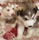 Siberian Husky Puppies for sale in St Paul, MN, USA. price: $600