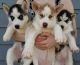 Siberian Husky Puppies for sale in West Haven, CT 06516, USA. price: NA
