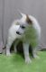 Siberian Husky Puppies for sale in Dayton, OH, USA. price: $550