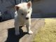 Siberian Husky Puppies for sale in Casco, MI 48064, USA. price: NA