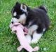 Siberian Husky Puppies for sale in SC-14, Fountain Inn, SC 29644, USA. price: NA