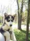 Siberian Husky Puppies for sale in Millboro, VA 24460, USA. price: NA