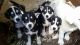 Siberian Husky Puppies for sale in Chicago Heights, IL, USA. price: NA