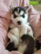 Siberian Husky Puppies for sale in Mt Angel, OR 97362, USA. price: $1,200