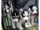 Siberian Husky Puppies for sale in TN-75, Blountville, TN 37617, USA. price: $1,550