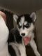Siberian Husky Puppies for sale in Colorado Springs, CO 80903, USA. price: NA
