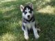 Siberian Husky Puppies for sale in Colorado Springs, CO 80903, USA. price: NA