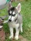 Siberian Husky Puppies for sale in Dayton, OH, USA. price: NA