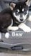 Siberian Husky Puppies for sale in Newaygo, MI 49337, USA. price: $500