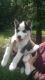 Siberian Husky Puppies for sale in Quincy, FL, USA. price: NA
