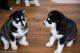 Siberian Husky Puppies for sale in Jersey City, NJ, USA. price: NA