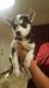 Siberian Husky Puppies for sale in Surprise, AZ 85374, USA. price: NA
