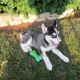 Siberian Husky Puppies for sale in New Haven, IN 46774, USA. price: NA