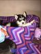 Siberian Husky Puppies for sale in Martinsburg, WV, USA. price: NA