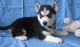 Siberian Husky Puppies for sale in Columbus, OH 43215, USA. price: NA