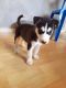 Siberian Husky Puppies for sale in Pittsburgh, PA, USA. price: NA