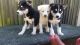 Siberian Husky Puppies for sale in Columbus, OH 43215, USA. price: NA