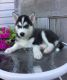 Siberian Husky Puppies for sale in Minneapolis, MN, USA. price: NA