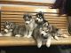 Siberian Husky Puppies for sale in Charleston, WV, USA. price: $750