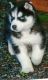 Siberian Husky Puppies for sale in Snohomish, WA, USA. price: $2,500