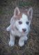 Siberian Husky Puppies for sale in Molalla, OR 97038, USA. price: NA