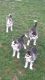 Siberian Husky Puppies for sale in San Marcos, TX, USA. price: NA