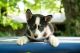 Siberian Husky Puppies for sale in Taswell, IN 47175, USA. price: NA