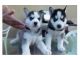 Siberian Husky Puppies for sale in New York County, New York, NY, USA. price: NA