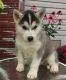 Siberian Husky Puppies for sale in Canal Winchester South Rd, Canal Winchester, OH 43110, USA. price: NA