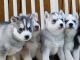 Siberian Husky Puppies for sale in Benton City, WA 99320, USA. price: $1,500