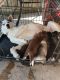Siberian Husky Puppies for sale in California Ave, Paterson, NJ 07503, USA. price: $550