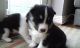 Siberian Husky Puppies for sale in 90124 Heaston Rd, Bowerston, OH 44695, USA. price: NA