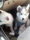 Siberian Husky Puppies for sale in Gaithersburg, MD, USA. price: NA
