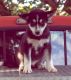 Siberian Husky Puppies for sale in Taswell, IN 47175, USA. price: $400