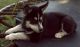 Siberian Husky Puppies for sale in Taswell, IN 47175, USA. price: $300