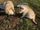Siberian Husky Puppies for sale in Casco, MI 48064, USA. price: NA