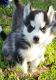 Siberian Husky Puppies for sale in Fuquay Varina, NC, USA. price: NA
