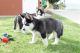 Siberian Husky Puppies for sale in Secaucus, NJ 07094, USA. price: $300