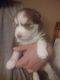 Siberian Husky Puppies for sale in Florence, KY, USA. price: NA