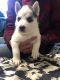Siberian Husky Puppies for sale in Mt Vernon, OH 43050, USA. price: NA