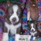 Siberian Husky Puppies for sale in Lebanon, KY 40033, USA. price: $650