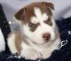 Siberian Husky Puppies for sale in Picayune, MS 39466, USA. price: NA