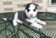 Siberian Husky Puppies for sale in Modesto, CA, USA. price: NA